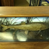 Antique Cased Taxidermy Roach in Naturalistic River Bed Setting