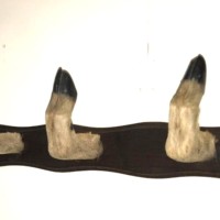 Taxidermy Deer Foot Coat Rack