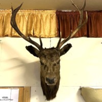 Vintage Large Taxidermy Stag's Head