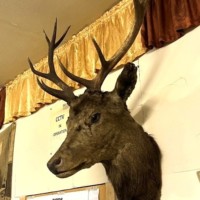 Vintage Large Taxidermy Stag's Head