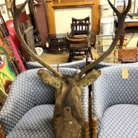 Vintage Large Taxidermy Stag's Head