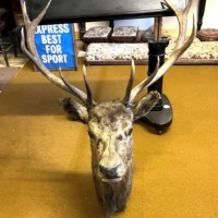 Vintage Large Taxidermy Stag's Head