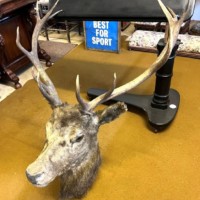 Vintage Large Taxidermy Stag's Head