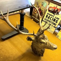 Vintage Large Taxidermy Stag's Head