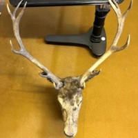 Vintage Large Taxidermy Stag's Head