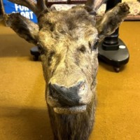Vintage Large Taxidermy Stag's Head