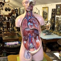 Vintage Anatomical Human Torso and Head Model