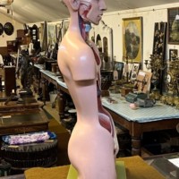 Vintage Anatomical Human Torso and Head Model