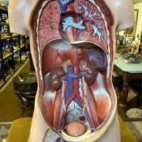 Vintage Anatomical Human Torso and Head Model