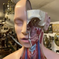 Vintage Anatomical Human Torso and Head Model