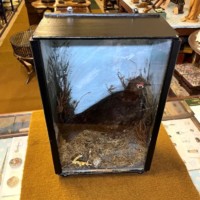 Vintage Taxidermy Red Grouse (Lagopus Scotica) in Black Glazed Case