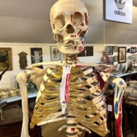 Vintage Anatomical Skeleton Teaching Aid