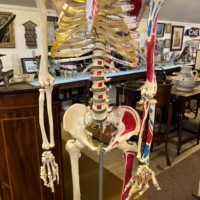 Vintage Anatomical Skeleton Teaching Aid