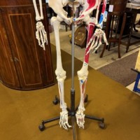 Vintage Anatomical Skeleton Teaching Aid
