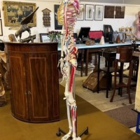 Vintage Anatomical Skeleton Teaching Aid