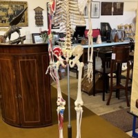 Vintage Anatomical Skeleton Teaching Aid