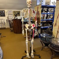 Vintage Anatomical Skeleton Teaching Aid