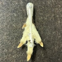 Vintage Scottish Grouse Claw Brooch Hallmarked Ward Bros Edinburgh 1965