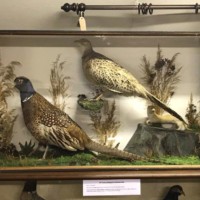 Antique Taxidermy Hen and Cock Pheasant with Stoat