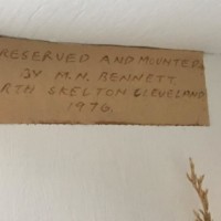 Antique Taxidermy Hen and Cock Pheasant with Stoat