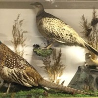 Antique Taxidermy Hen and Cock Pheasant with Stoat