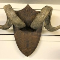 Rams Horns Mounted on Oak Plaque