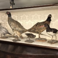 19th Century Display of Taxidermy Birds