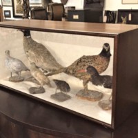 19th Century Display of Taxidermy Birds