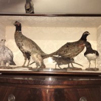 19th Century Display of Taxidermy Birds