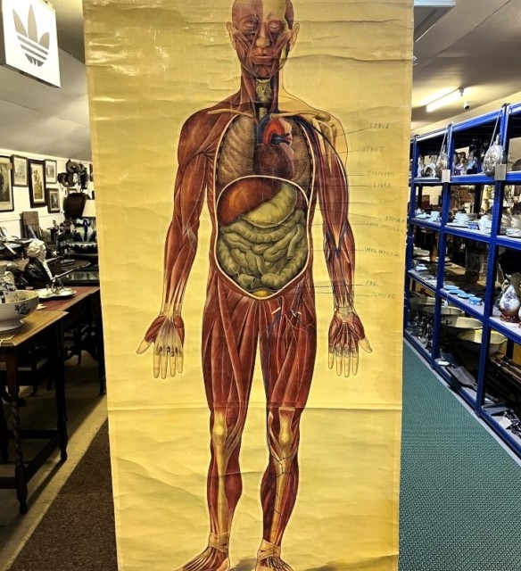 Vintage Anatomical Wall Chart by J Teck