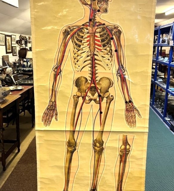 Vintage Anatomical Skeleton Wall Chart by J Teck