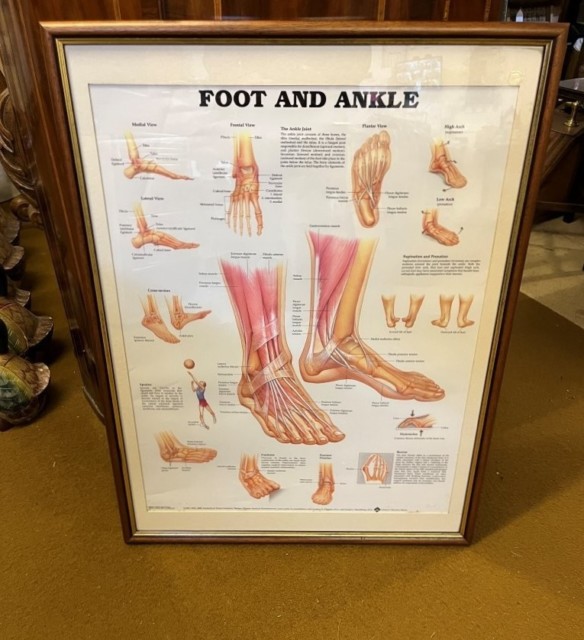 Vintage Framed Foot and Ankle Medical Anatomy Chart