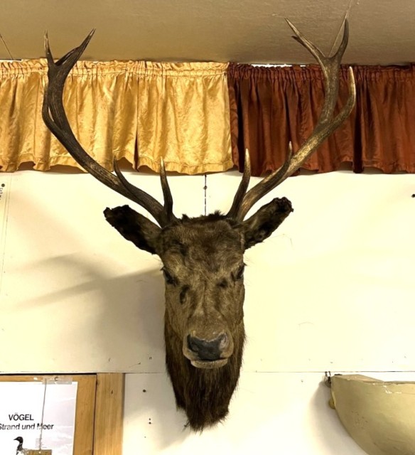 Vintage Large Taxidermy Stag's Head