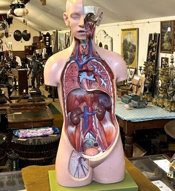 Vintage Anatomical Human Torso and Head Model