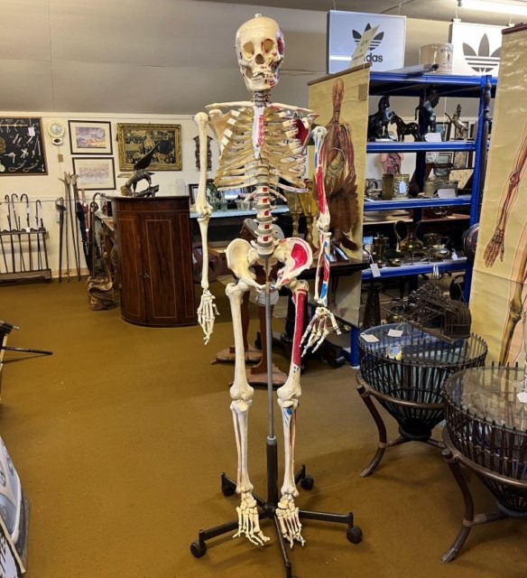 Vintage Anatomical Skeleton Teaching Aid