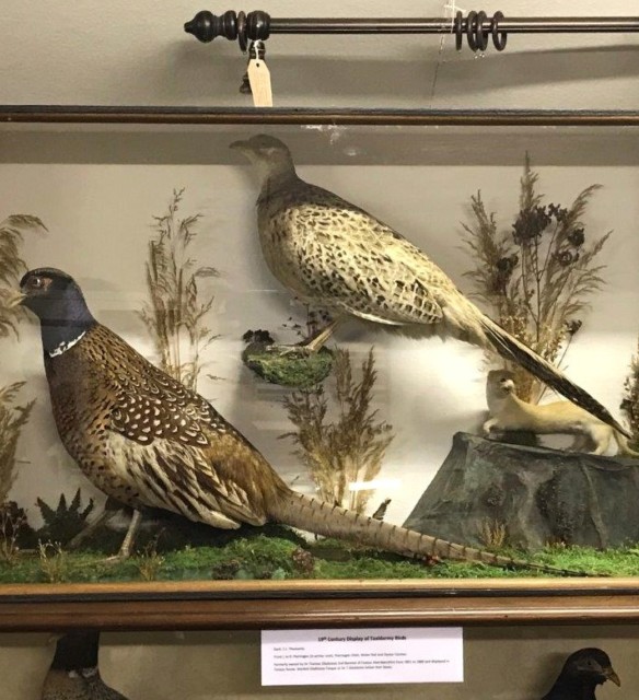 Antique Taxidermy Hen and Cock Pheasant with Stoat