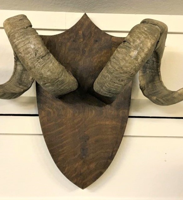 Rams Horns Mounted on Oak Plaque