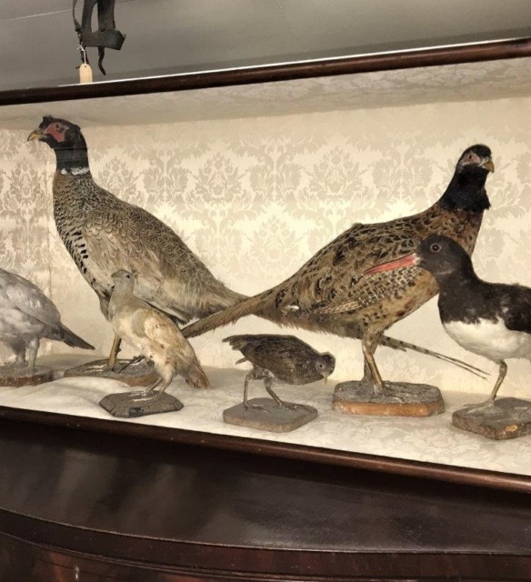 19th Century Display of Taxidermy Birds